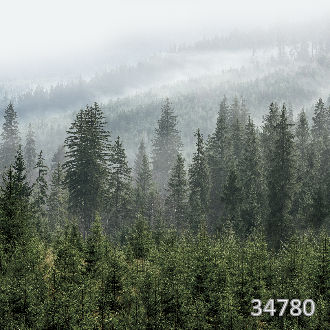 Лес в тумане